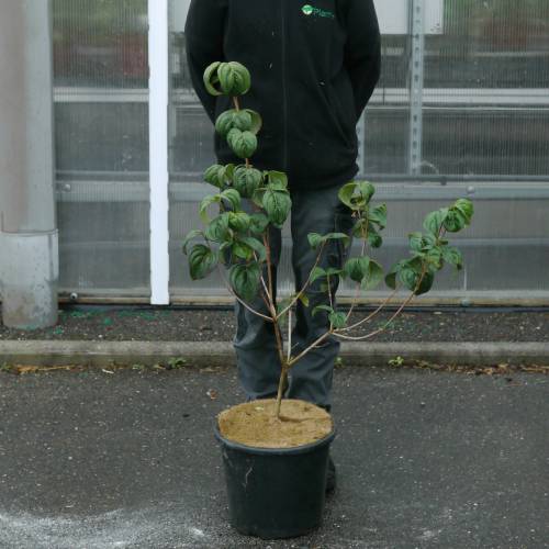 Pink flowering Japan dogwood