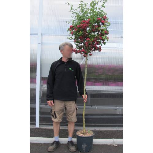 Red flowering Hawthorn 'Paul's Scarlet'