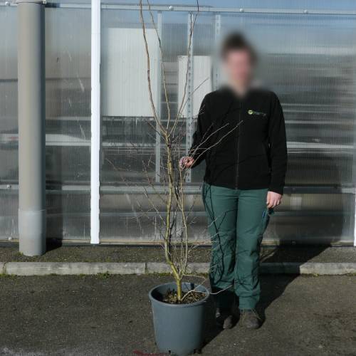 Red flowering Hawthorn 'Paul's Scarlet'