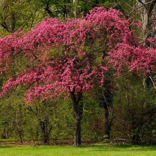 Red flowering Hawthorn 'Paul's Scarlet'