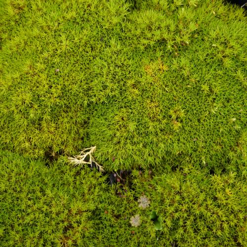 Scleranthus uniflorus - New Zealand Moss (3.5 Pot)