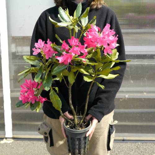 Rhododendron pink, 'Nova Zembla'
