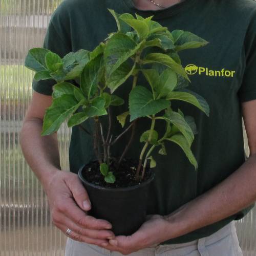 Hydrangea, Rotschwanz