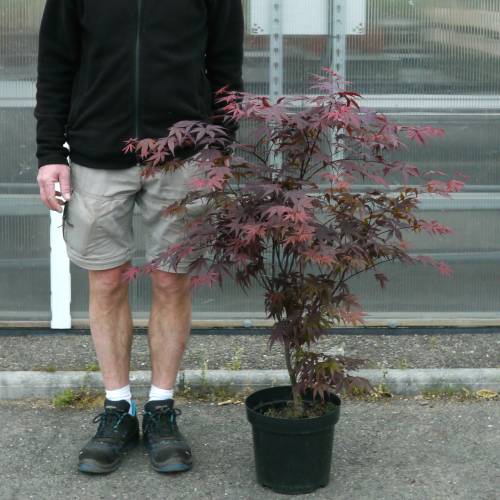 Maple, Japanese 'Bloodgood'