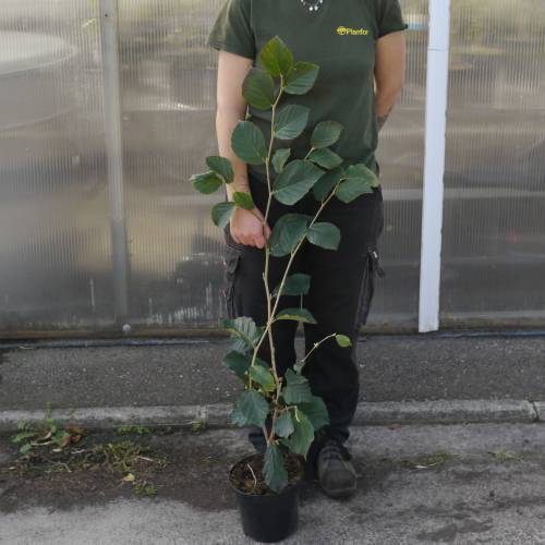 Japanese Witch Hazel 'Diane'