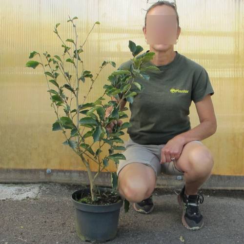 Japanese Witch Hazel 'Arnold Promise'