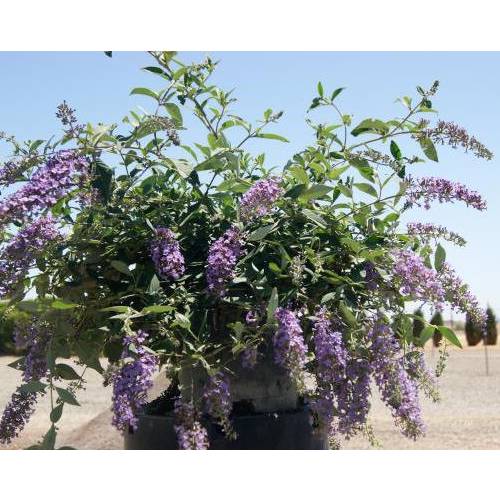 Dwarf Butterfly Bush 'Dreaming Lavender'
