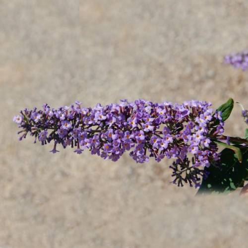Dwarf Butterfly Bush 'Dreaming Lavender'