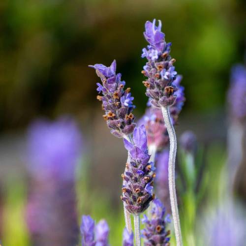 Lavender, French