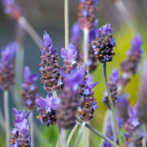 Lavender, French