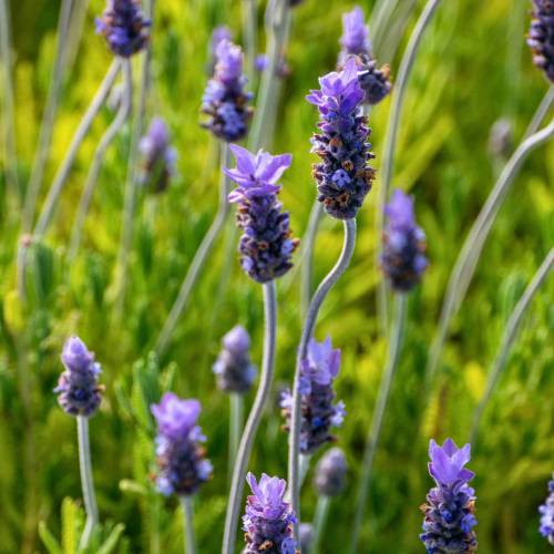 Lavender, French