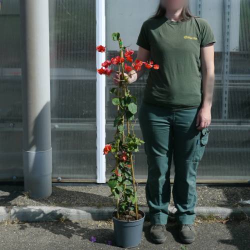 Bougainvillea, Orange