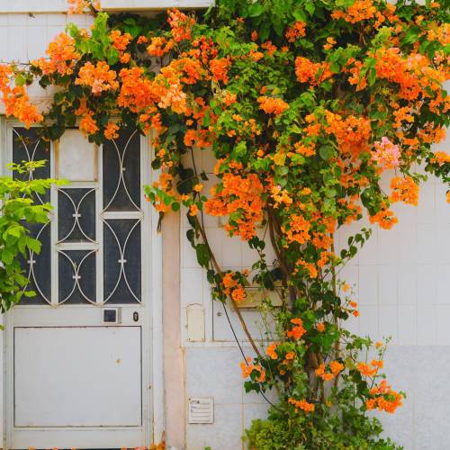 Bougainvillea, Orange