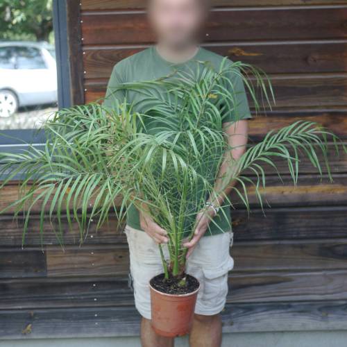 Pygmy Date Palm