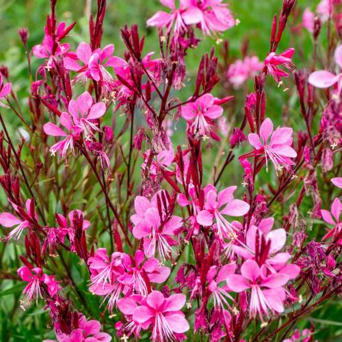 Gaura Lindheimeri Pink