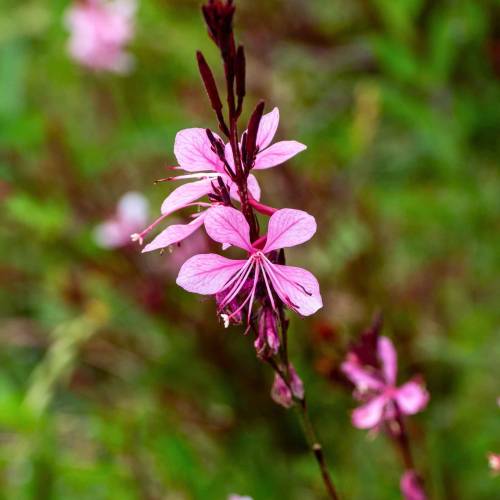 Gaura Lindheimeri Pink