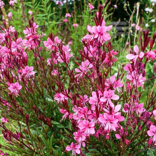 Gaura Lindheimeri Pink