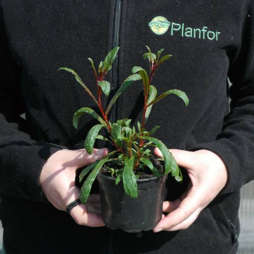 Gaura Lindheimeri Red