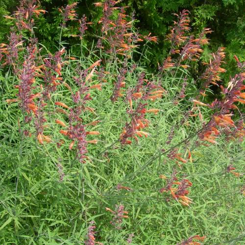 Hyssop, Threadleaf Giant