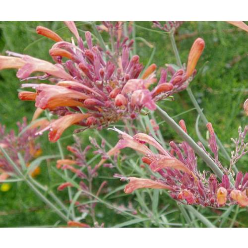 Hyssop, Threadleaf Giant