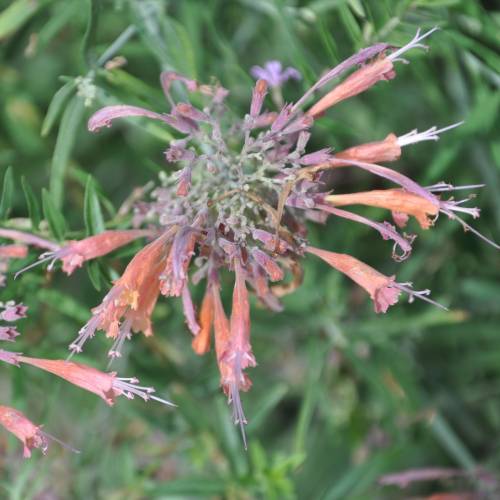Hyssop, Threadleaf Giant