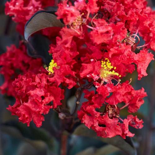 Crape Myrtle with black foliage - Red