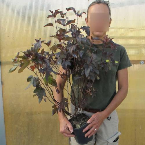 Ninebark 'Lady in Red'