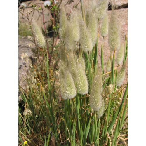 Grass, Hare's tail