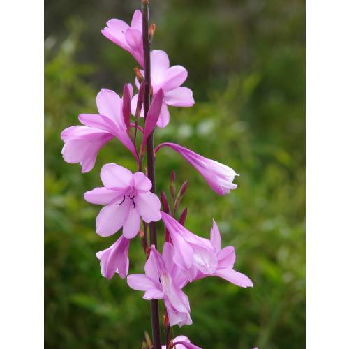 Bugle Lily, Pink