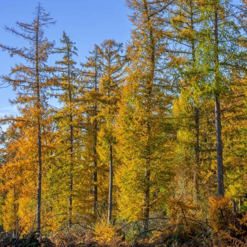 Larch, hybrid