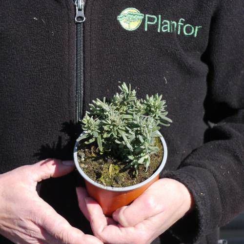 Lavender, Bicolor 'Madrid Purple'