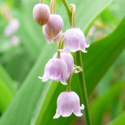 Lily of the valley, Pink