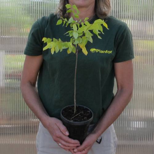 Kentucky Coffee Tree