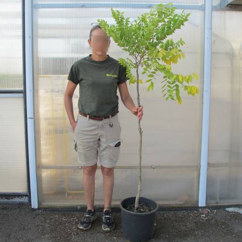 Kentucky Coffee Tree