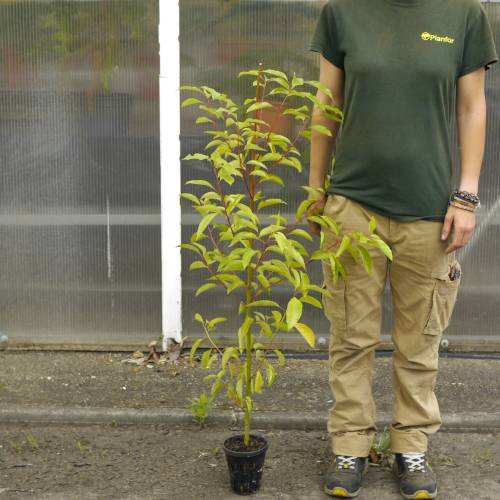 Mountain Pepper, Litsea