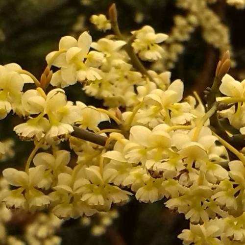 Mountain Pepper, Litsea