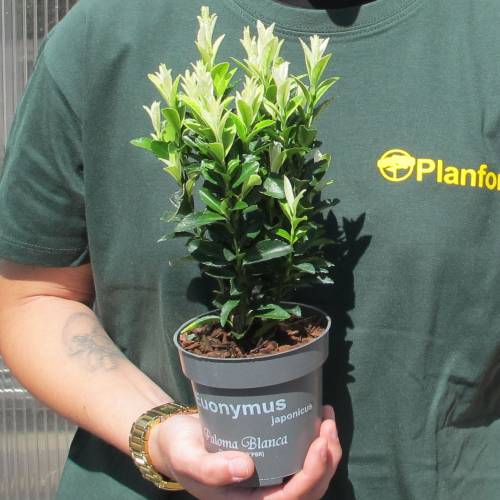 Spindle Tree, Japanese 'Paloma blanca'