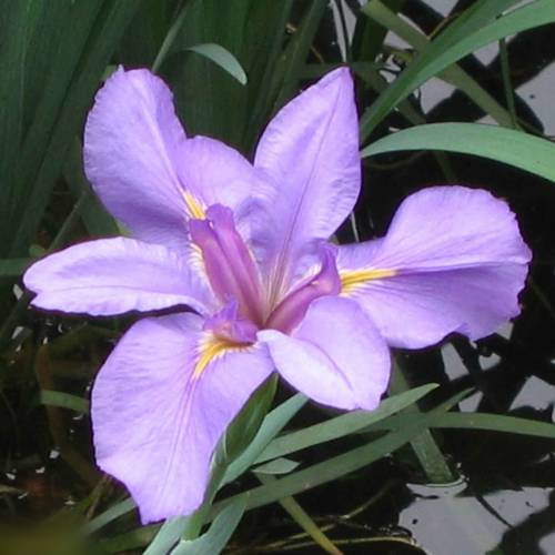 Japanese water Iris 'Rose Queen'