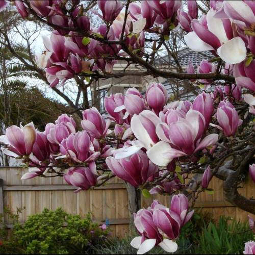 Magnolia, saucer 'Rustica Rubra'