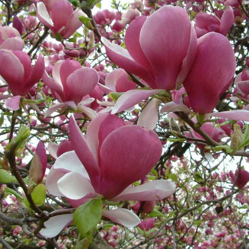 Magnolia, saucer 'Rustica Rubra'