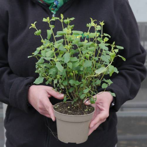 Sage, bicolour
