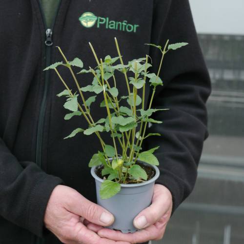 Sage, bicolour