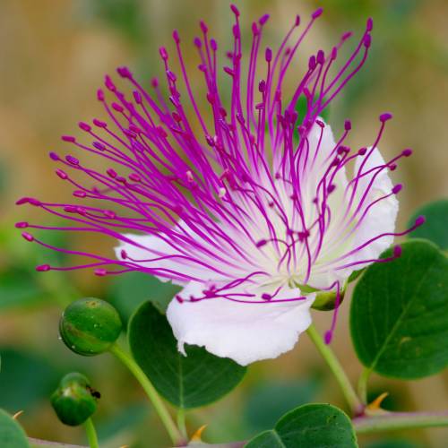 Caper bush