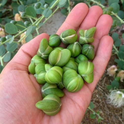 Caper bush