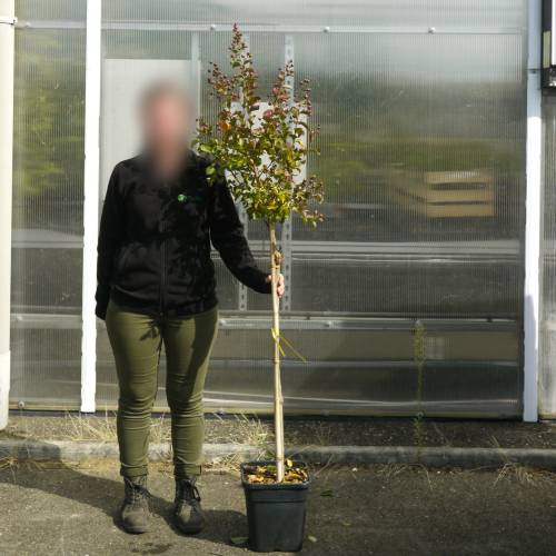 Myrtle, crape red