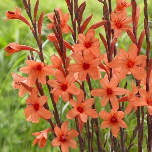 Bugle Lily, Orange
