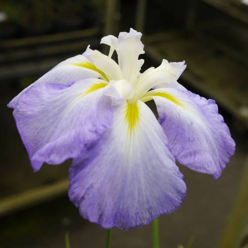 Japanese water Iris 'Lady in Waiting'