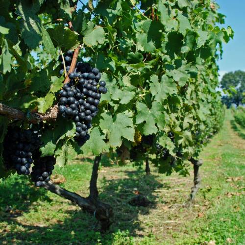 Vine, Grape 'Cabernet Franc'
