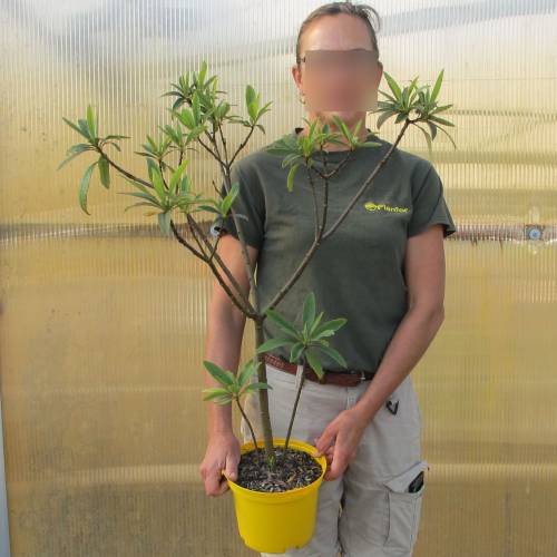 Paper Bush, Yellow flower