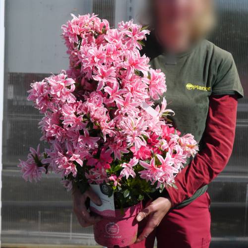 Azalea 'Pink Spider'